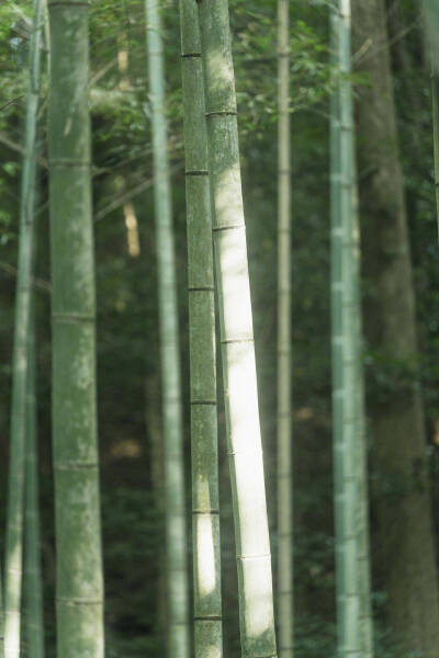 竹子