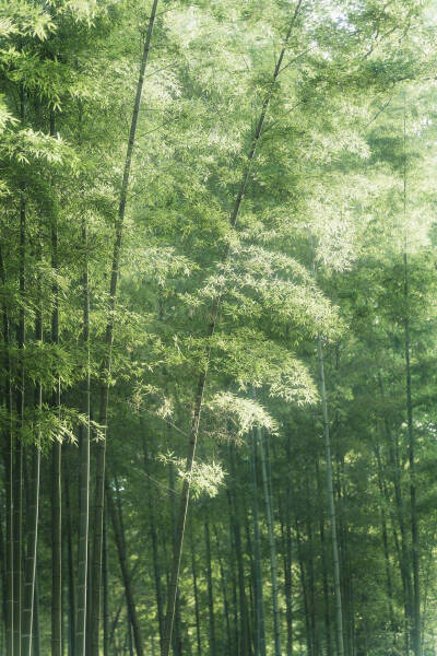 竹子