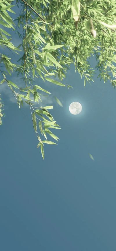 竹子