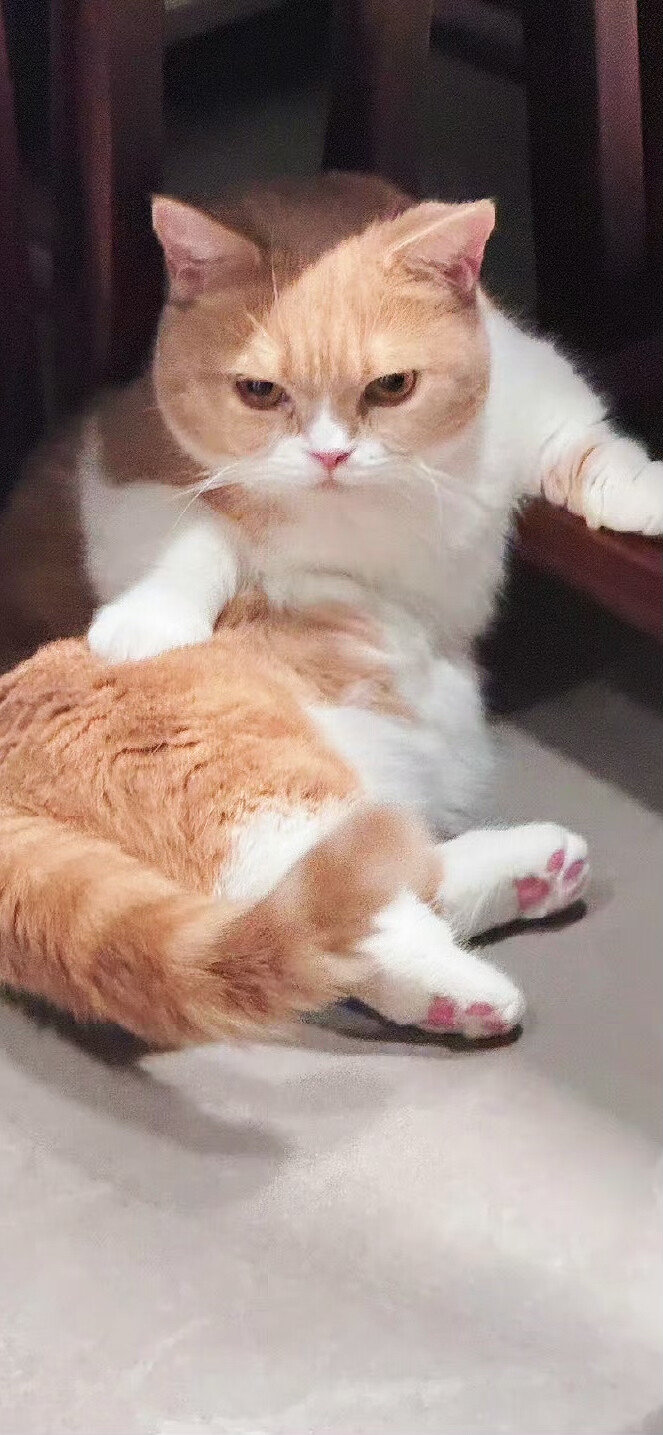壁纸