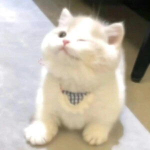 WeChat｜小猫头像