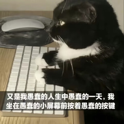 猫咪表情包