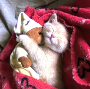 WeChat｜小猫头像