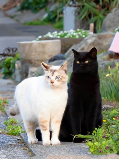 猫