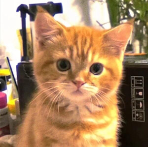 WeChat｜小猫头像