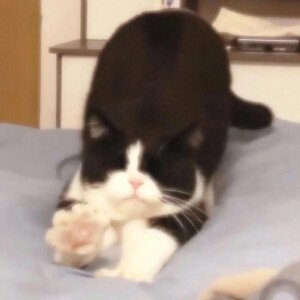 WeChat｜小猫头像