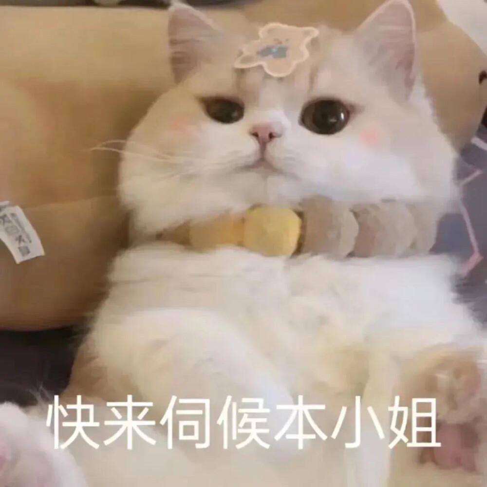 猫咪表情包