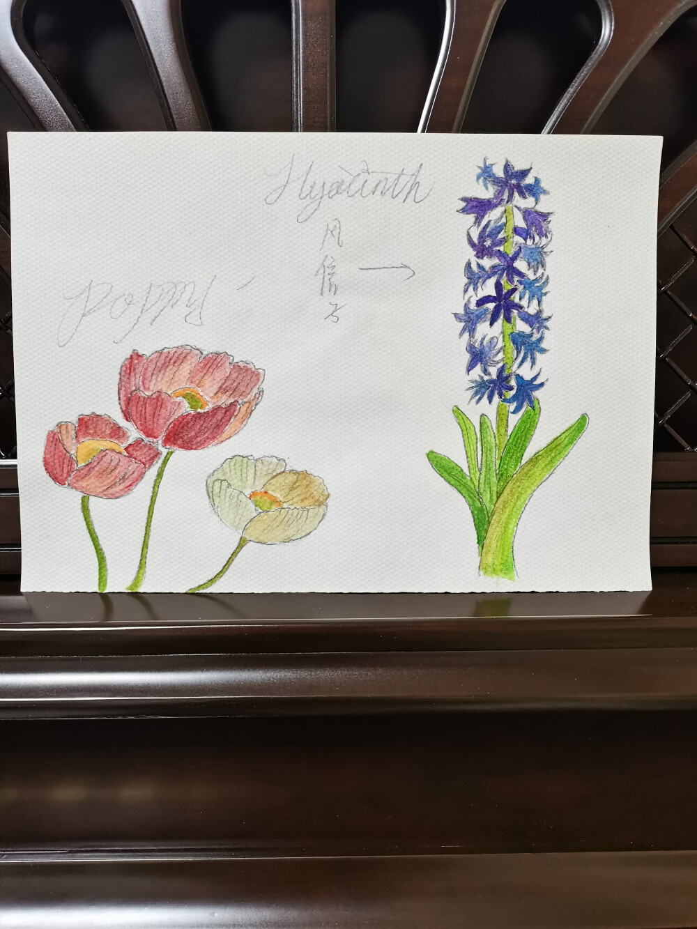 28 虞美人和风信子（绘画 | 水彩 | 果花甘01）
2018.02
虞美人和罂粟都是罂粟科的植物，花朵形态很像，虞美人更加纤弱一些，罂粟更加野性。
想起来有一次在花园中看到有人种植虞美人，以为是罂粟，大惊，遂报警。民警听闻笑道，这不是罂粟，是虞美人。
风信子是看起来很好吃的花。围绕一圈的花，又疏朗有稠密，向刻意为空气留下烘烤位置的烤串，底下的叶子把竿子一包，油渍也不沾手了。不过这张画上的风信子，并不能让人想到食物，能联想到的，怕是浅滩海底住着的珊瑚和海葵类的动物。
