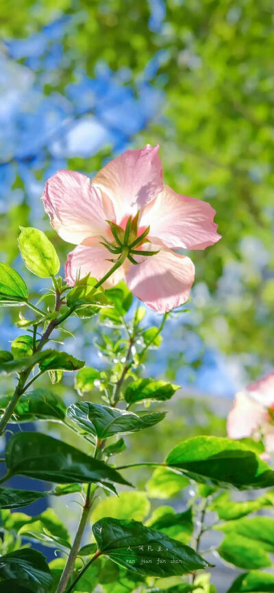 花 手机壁纸