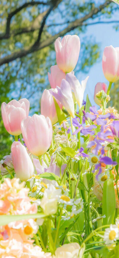 花 手机壁纸