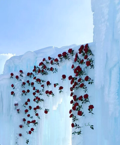 冰与雪的浪漫❄️