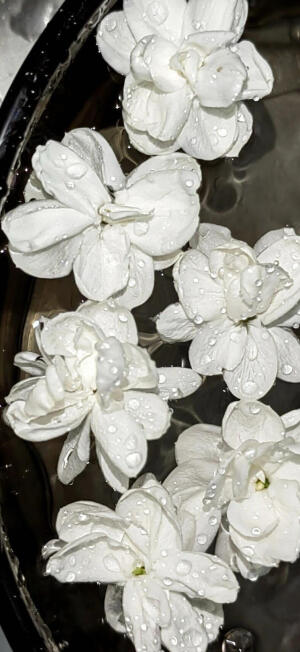 奶树暖羊：壁纸