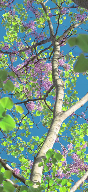 奶树暖羊：壁纸