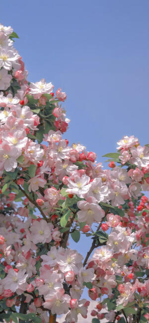 奶树暖羊：壁纸