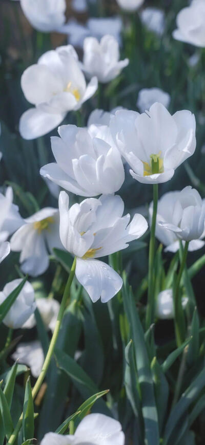 花 手机壁纸