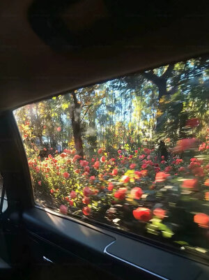 二转壁纸/.

喜欢就点赞收藏叭/.