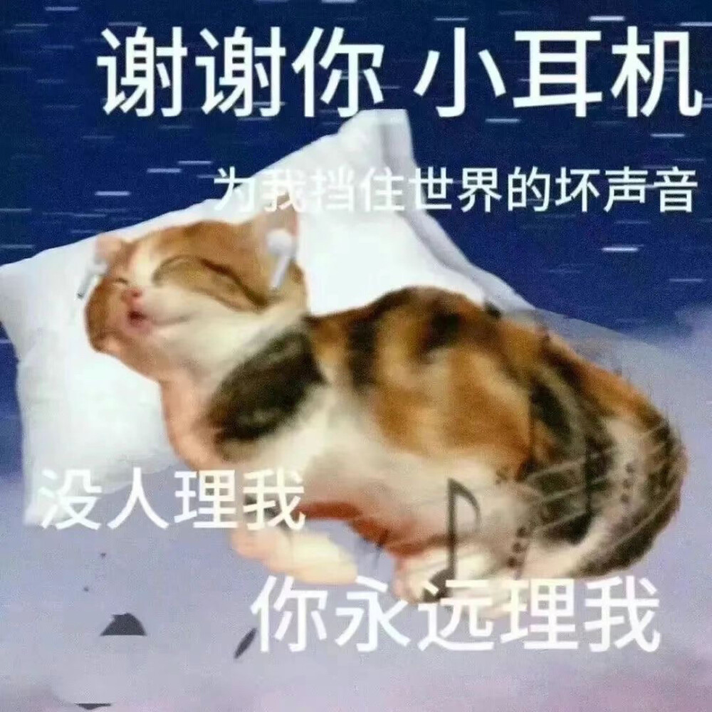 猫咪表情包