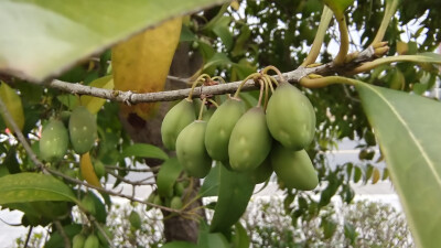 植物果实欣赏：桂花树果实