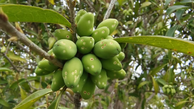 植物果实欣赏：桂花树果实