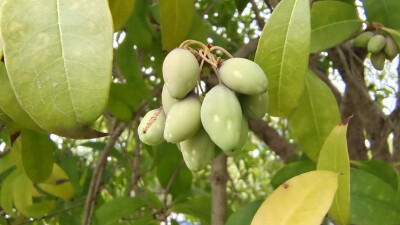 植物果实欣赏：桂花树果实