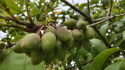 植物果实欣赏：桂花树果实