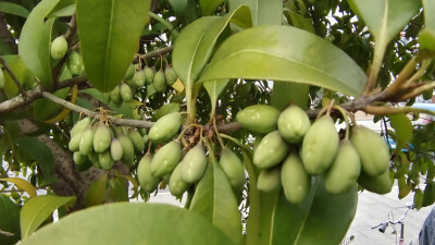 植物果实欣赏：桂花树果实