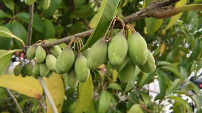 植物果实欣赏：桂花树果实