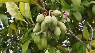 植物果实欣赏：桂花树果实