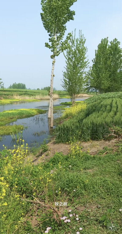 河南周口项城，河道已经清理了，这是最后的版本了