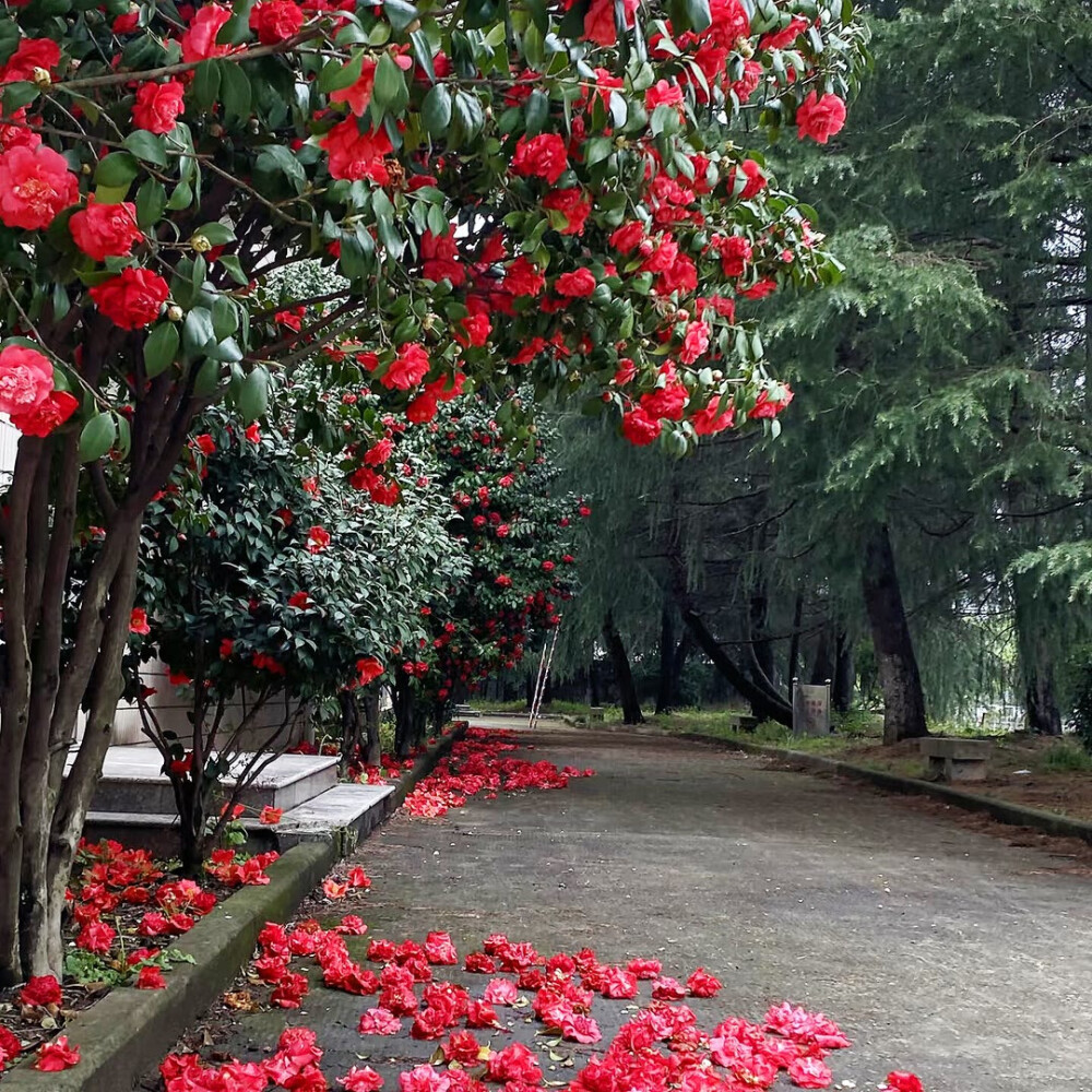 山茶花背景图