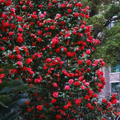 山茶花背景图