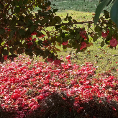 山茶花背景图