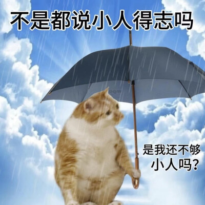 猫咪表情包