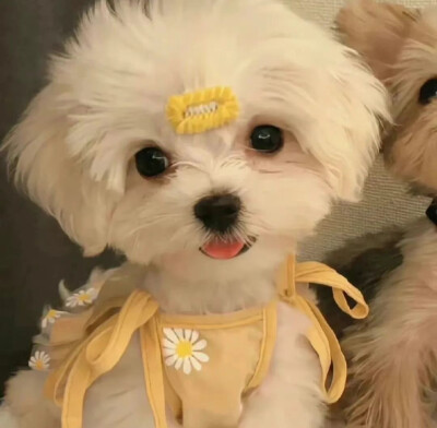 可可爱爱，长长久久 情头