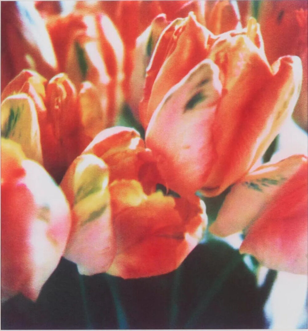 Tulips,1993,Fresson print,in six parts-2,28.7x27.2cm