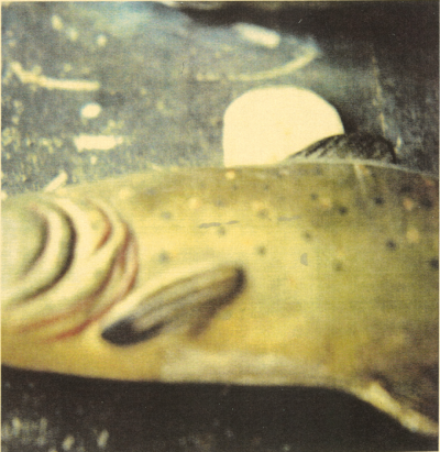 Fish,Negative2004,print about2005,
Electrophotograph,17.5×16.9cm
