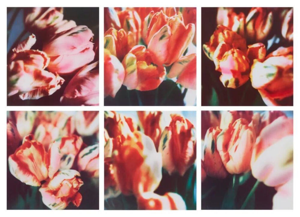 Tulips,1993,Fresson print,in six parts,28.7x27.2cm