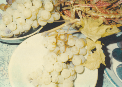 Grapes,Negative1997,print2008,
Electrophotograph,26×36.5cm
