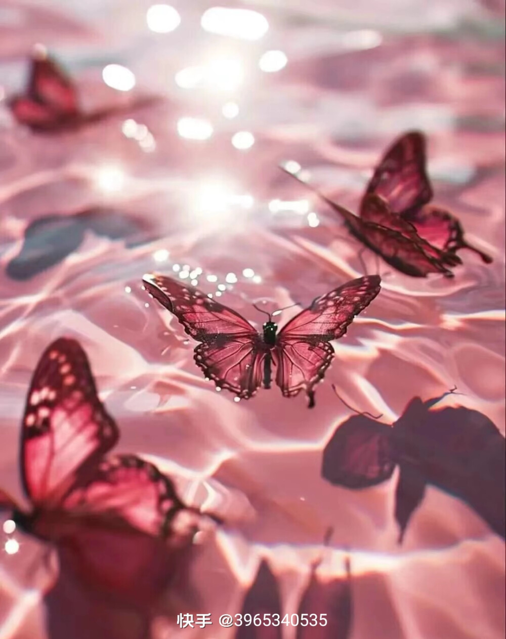 蝴蝶背景图