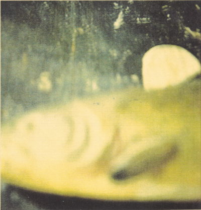 Fish,Negative2004,print about2005,
Electrophotograph,17.5×16.8cm
