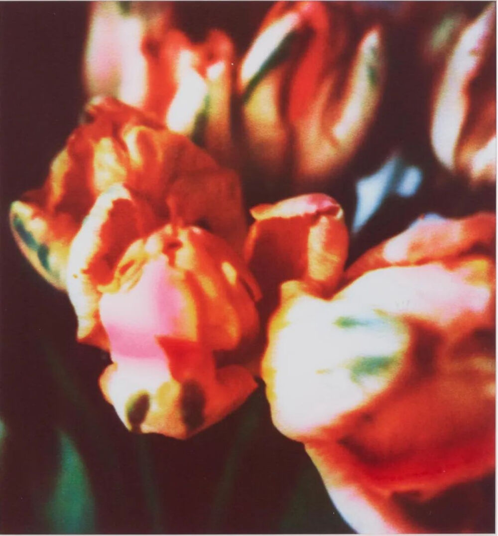 Tulips,1993,Fresson print,in six parts-3,28.7x27.2cm