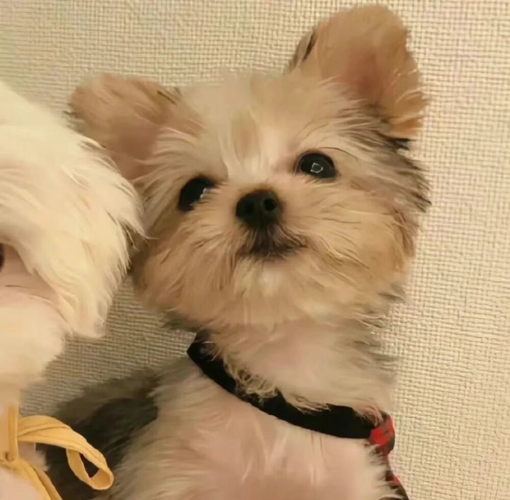 可可爱爱，长长久久 情头