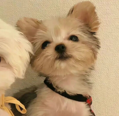 可可爱爱，长长久久 情头