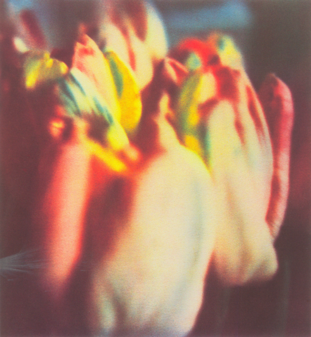 Tulips,1991–1992,Photograph on cotton paper,30.2×27.9cm