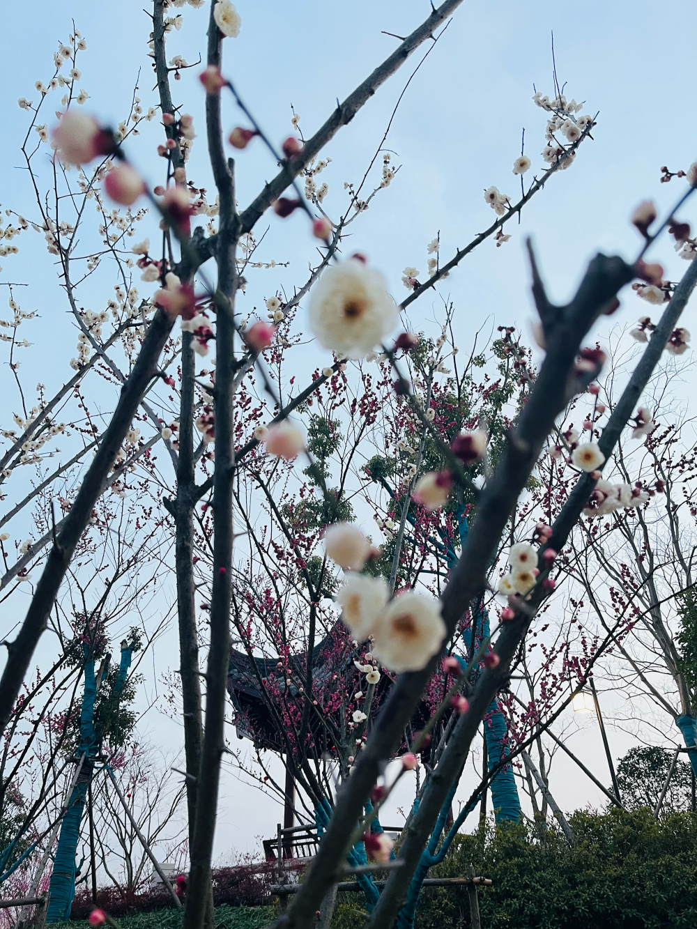 梅花