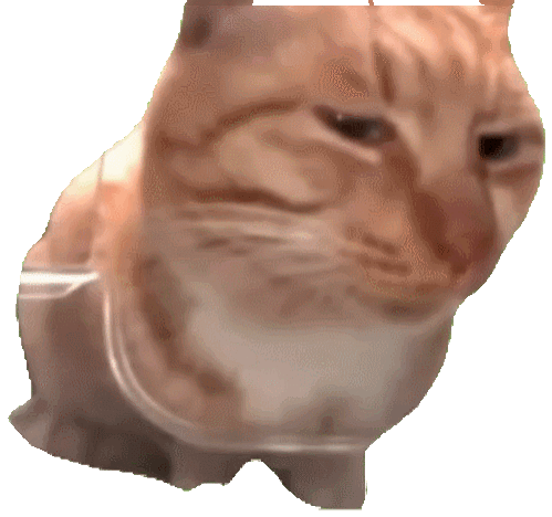 猫meme 表情包