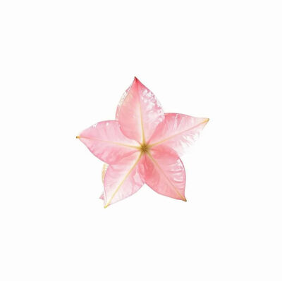 2025年小图图新年头像礼貌九张