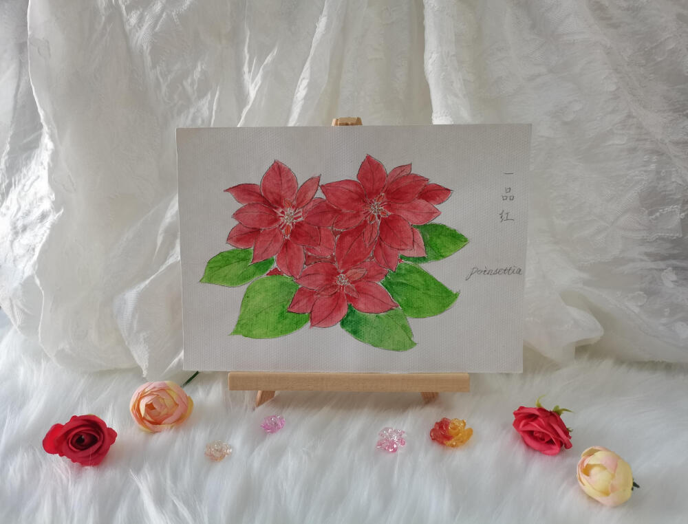 34 一品红（绘画 | 水彩 | 果花甘01）
2018.02
很红火的花朵。灿烂，热烈。
听说水粉是可以画水彩，加很多水就是透明水彩，于是试着画了。效果却不那么清透。
很疑惑，不是说可以画水彩么？为什么根本不像水彩？
后来查了才知道，水粉的颗粒更粗，浮在纸上，覆盖力更强。所以看起来就不清透。
不清透就不清透吧。加上涂得快，效果看起来火急火燎，花朵看起来更有一种“脾气不好但够义气”的性格感了。