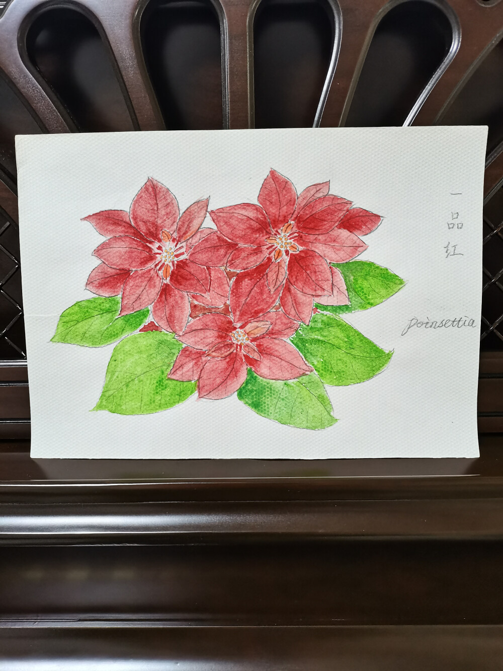 34 一品红（绘画 | 水彩 | 果花甘01）
2018.02
很红火的花朵。灿烂，热烈。
听说水粉是可以画水彩，加很多水就是透明水彩，于是试着画了。效果却不那么清透。
很疑惑，不是说可以画水彩么？为什么根本不像水彩？
后来查了才知道，水粉的颗粒更粗，浮在纸上，覆盖力更强。所以看起来就不清透。
不清透就不清透吧。加上涂得快，效果看起来火急火燎，花朵看起来更有一种“脾气不好但够义气”的性格感了。