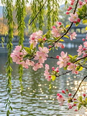 西湖桃花